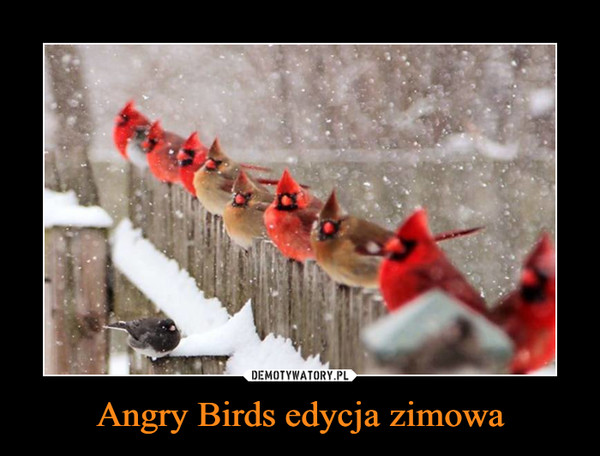 Angry Birds edycja zimowa