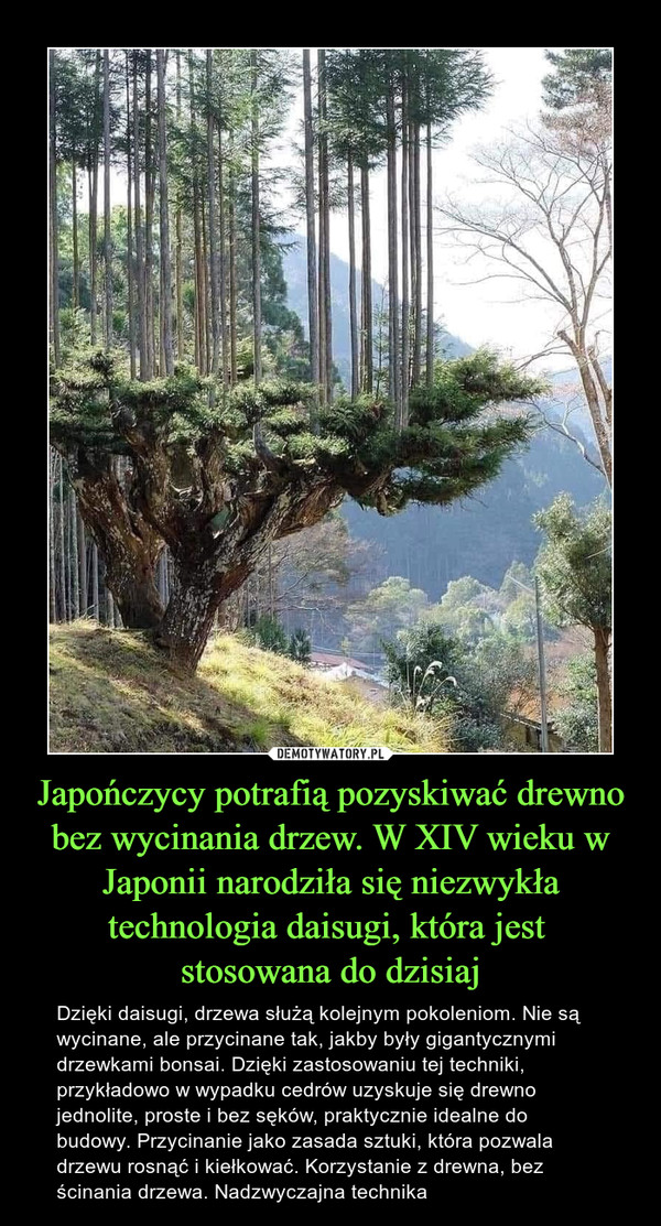 Japończycy potrafią pozyskiwać drewno bez wycinania drzew. W XIV wieku w Japonii narodziła się niezwykła technologia daisugi, która jest 
stosowana do dzisiaj