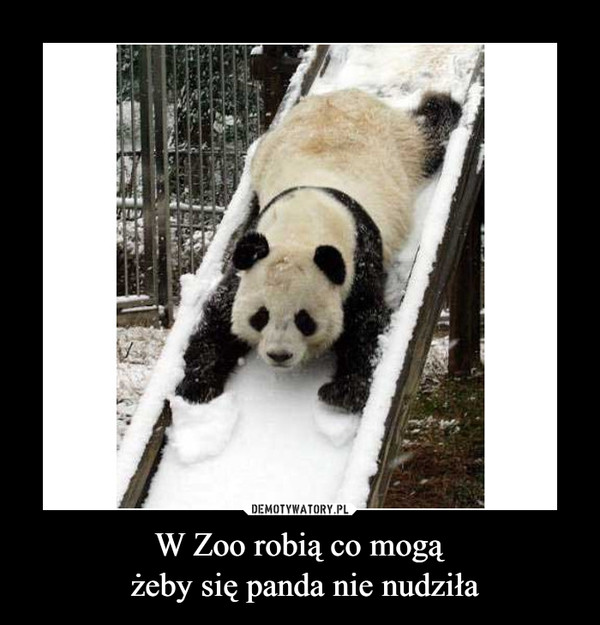 W Zoo robią co mogą żeby się panda nie nudziła –  