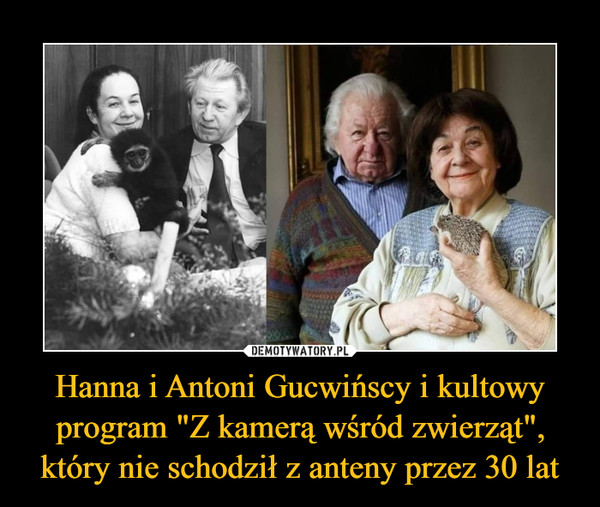 Hanna i Antoni Gucwińscy i kultowy program "Z kamerą wśród zwierząt", który nie schodził z anteny przez 30 lat