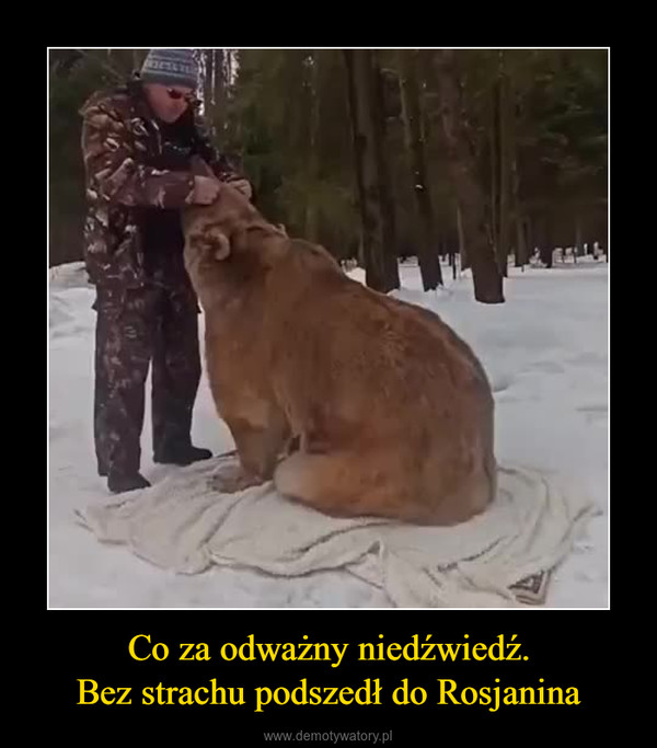 Co za odważny niedźwiedź.Bez strachu podszedł do Rosjanina –  