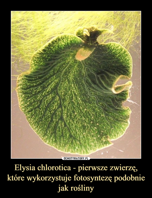 Elysia chlorotica - pierwsze zwierzę, które wykorzystuje fotosyntezę podobnie jak rośliny –  