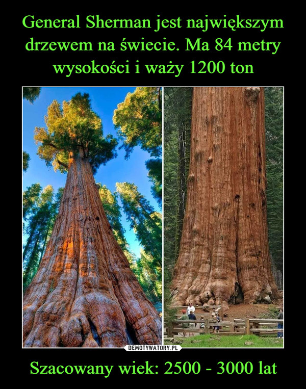 General Sherman jest największym drzewem na świecie. Ma 84 metry wysokości i waży 1200 ton Szacowany wiek: 2500 - 3000 lat