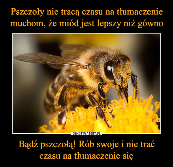 Bądź pszczołą! Rób swoje i nie trać czasu na tłumaczenie się –  