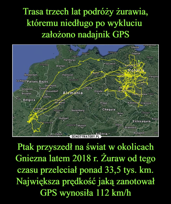 Ptak przyszedł na świat w okolicach Gniezna latem 2018 r. Żuraw od tego czasu przeleciał ponad 33,5 tys. km. Największa prędkość jaką zanotował GPS wynosiła 112 km/h –  