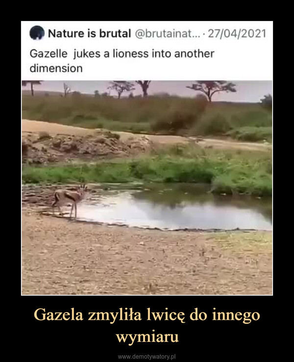 Gazela zmyliła lwicę do innego wymiaru –  