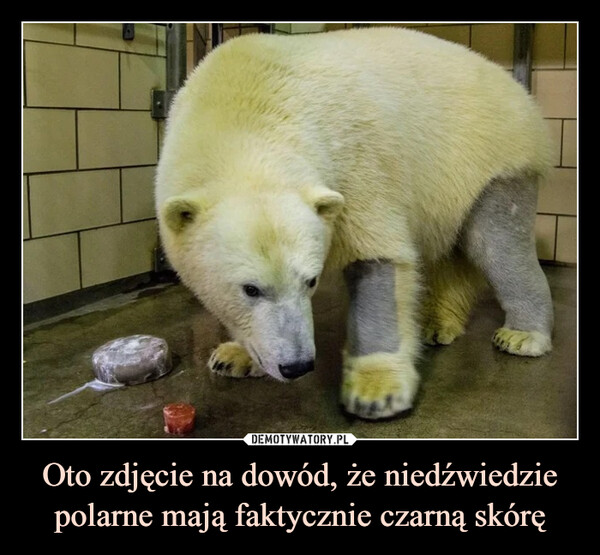 Oto zdjęcie na dowód, że niedźwiedzie polarne mają faktycznie czarną skórę –  