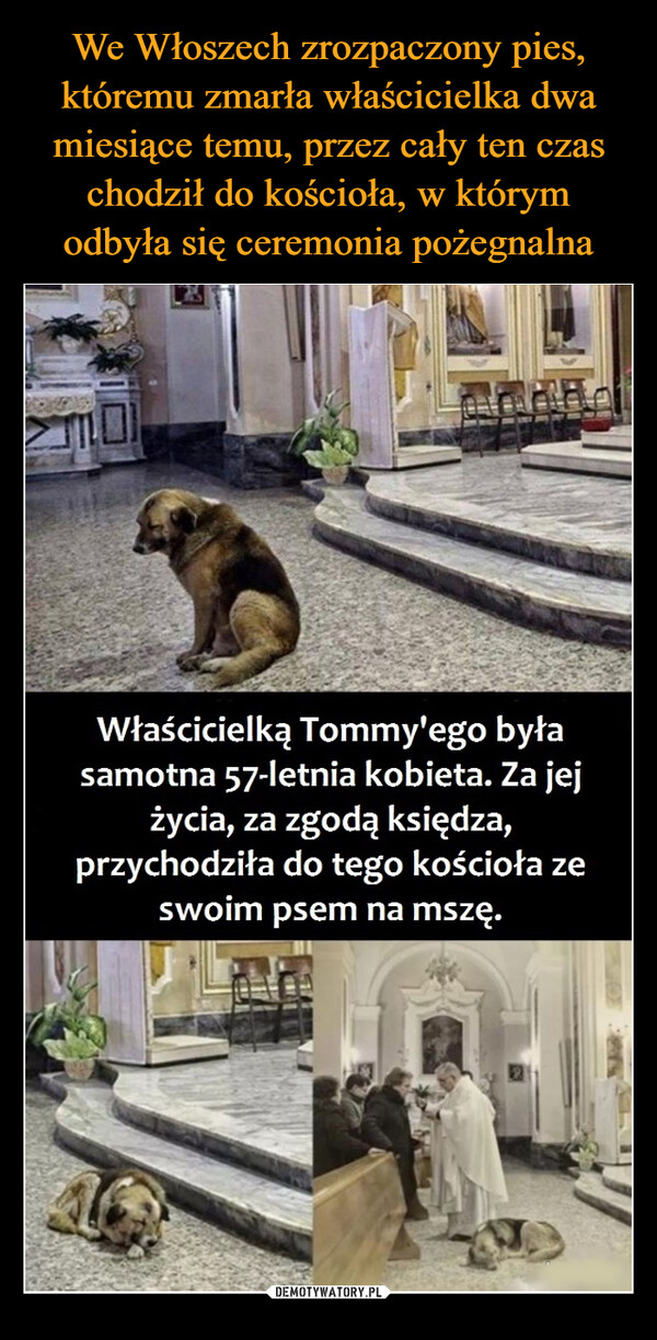 We Włoszech zrozpaczony pies, któremu zmarła właścicielka dwa miesiące temu, przez cały ten czas chodził do kościoła, w którym odbyła się ceremonia pożegnalna