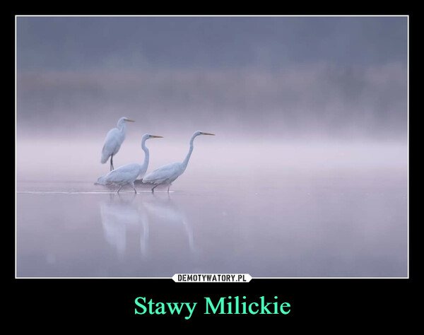 Stawy Milickie