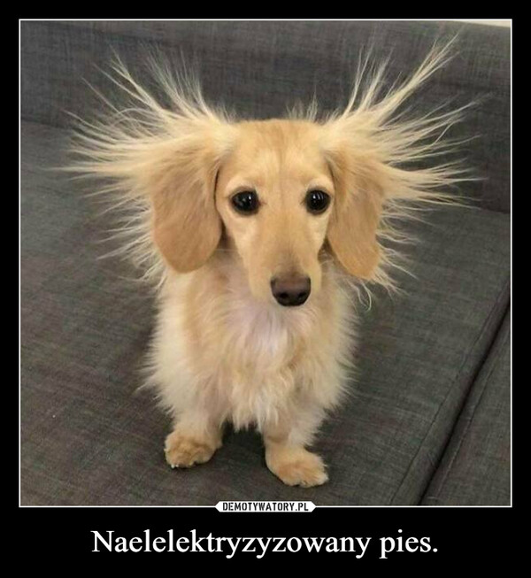 Naelelektryzyzowany pies. –  