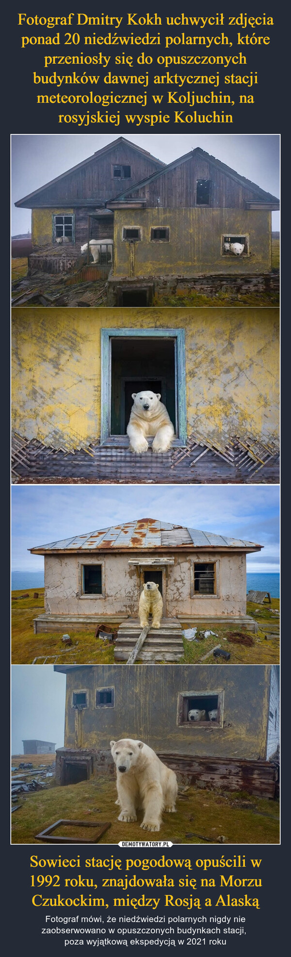 Fotograf Dmitry Kokh uchwycił zdjęcia ponad 20 niedźwiedzi polarnych, które przeniosły się do opuszczonych budynków dawnej arktycznej stacji meteorologicznej w Koljuchin, na rosyjskiej wyspie Koluchin Sowieci stację pogodową opuścili w 1992 roku, znajdowała się na Morzu Czukockim, między Rosją a Alaską