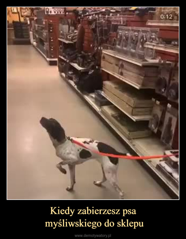 Kiedy zabierzesz psa myśliwskiego do sklepu –  