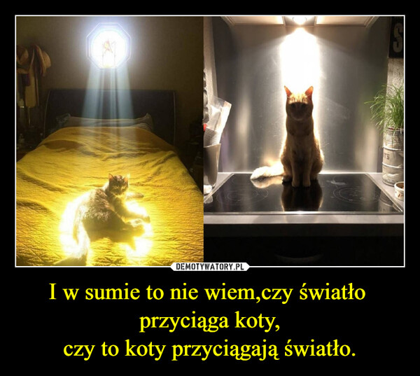 I w sumie to nie wiem,czy światło przyciąga koty,czy to koty przyciągają światło. –  