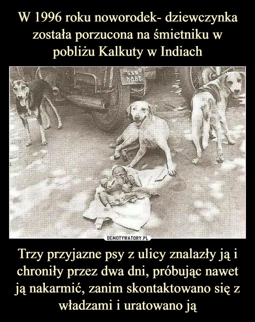 W 1996 roku noworodek- dziewczynka została porzucona na śmietniku w pobliżu Kalkuty w Indiach Trzy przyjazne psy z ulicy znalazły ją i chroniły przez dwa dni, próbując nawet ją nakarmić, zanim skontaktowano się z władzami i uratowano ją