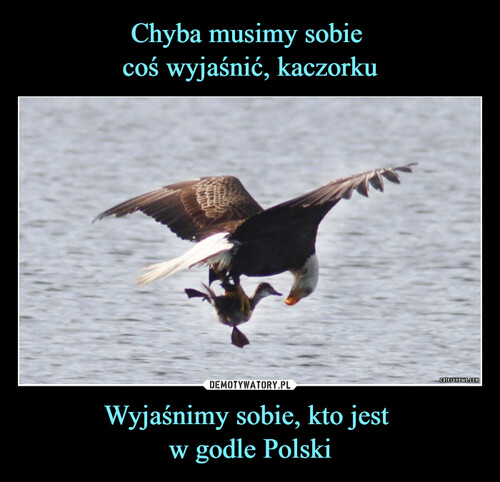 Chyba musimy sobie 
coś wyjaśnić, kaczorku Wyjaśnimy sobie, kto jest 
w godle Polski