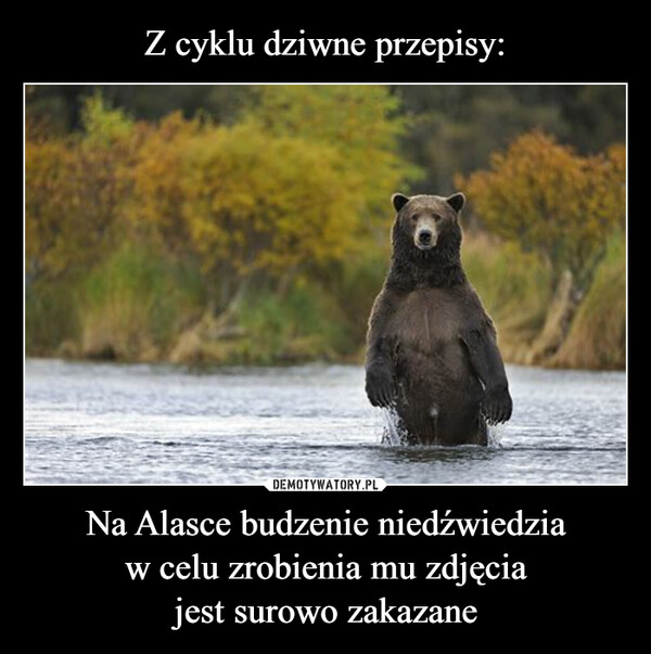 Na Alasce budzenie niedźwiedziaw celu zrobienia mu zdjęciajest surowo zakazane –  