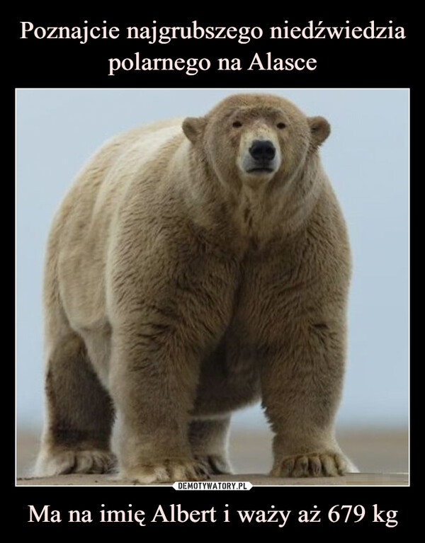 Poznajcie najgrubszego niedźwiedzia polarnego na Alasce Ma na imię Albert i waży aż 679 kg