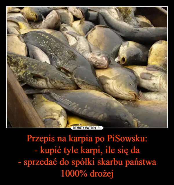 Przepis na karpia po PiSowsku:- kupić tyle karpi, ile się da- sprzedać do spółki skarbu państwa 1000% drożej –  