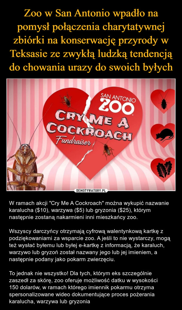  – W ramach akcji "Cry Me A Cockroach" można wykupić nazwanie karalucha ($10), warzywa ($5) lub gryzonia ($25), którym następnie zostaną nakarmieni inni mieszkańcy zoo.Wszyscy darczyńcy otrzymają cyfrową walentynkową kartkę z podziękowaniami za wsparcie zoo. A jeśli to nie wystarczy, mogą też wysłać byłemu lub byłej e-kartkę z informacją, że karaluch, warzywo lub gryzoń został nazwany jego lub jej imieniem, a następnie podany jako pokarm zwierzęciu. To jednak nie wszystko! Dla tych, którym eks szczególnie zaszedł za skórę, zoo oferuje możliwość datku w wysokości 150 dolarów, w ramach którego imiennik pokarmu otrzyma spersonalizowane wideo dokumentujące proces pożerania karalucha, warzywa lub gryzonia 