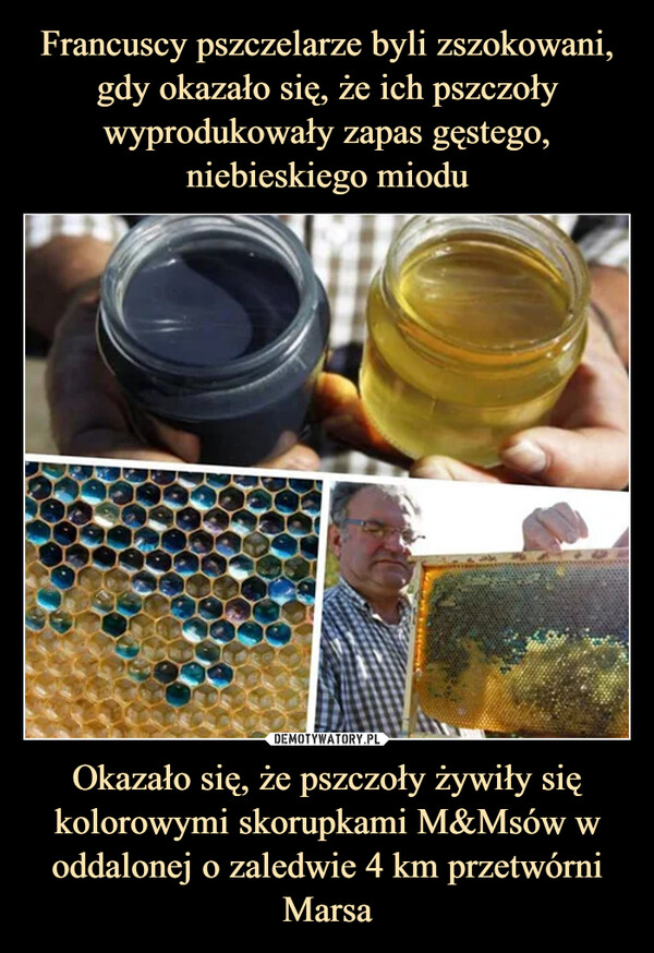 Francuscy pszczelarze byli zszokowani, gdy okazało się, że ich pszczoły wyprodukowały zapas gęstego, niebieskiego miodu Okazało się, że pszczoły żywiły się kolorowymi skorupkami M&Msów w oddalonej o zaledwie 4 km przetwórni Marsa