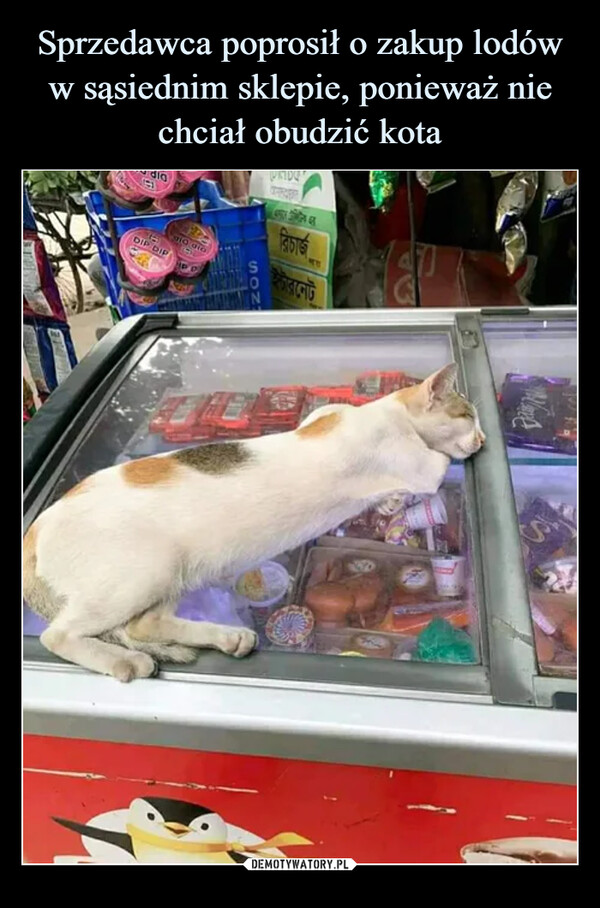 Sprzedawca poprosił o zakup lodów w sąsiednim sklepie, ponieważ nie chciał obudzić kota