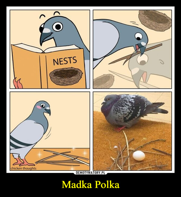 Madka Polka –  chicken thoughtsNESTS