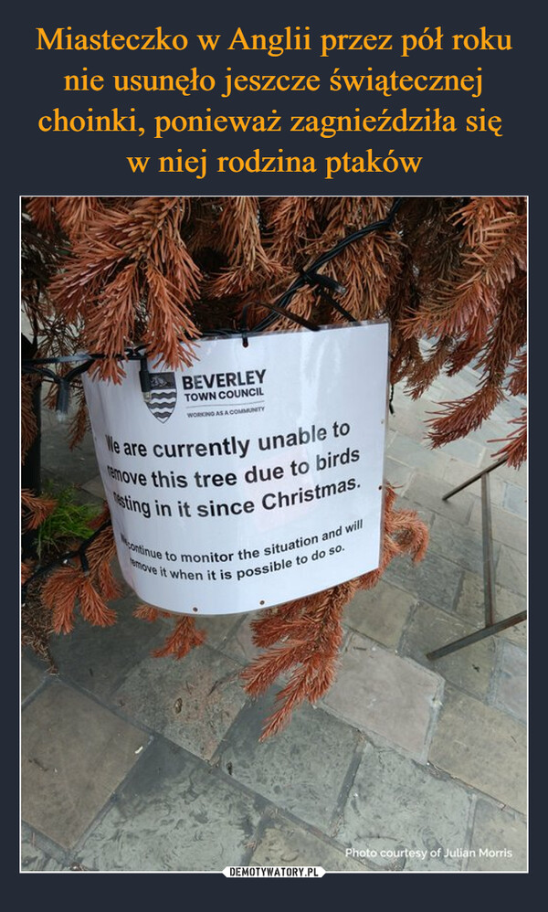 Miasteczko w Anglii przez pół roku nie usunęło jeszcze świątecznej choinki, ponieważ zagnieździła się 
w niej rodzina ptaków