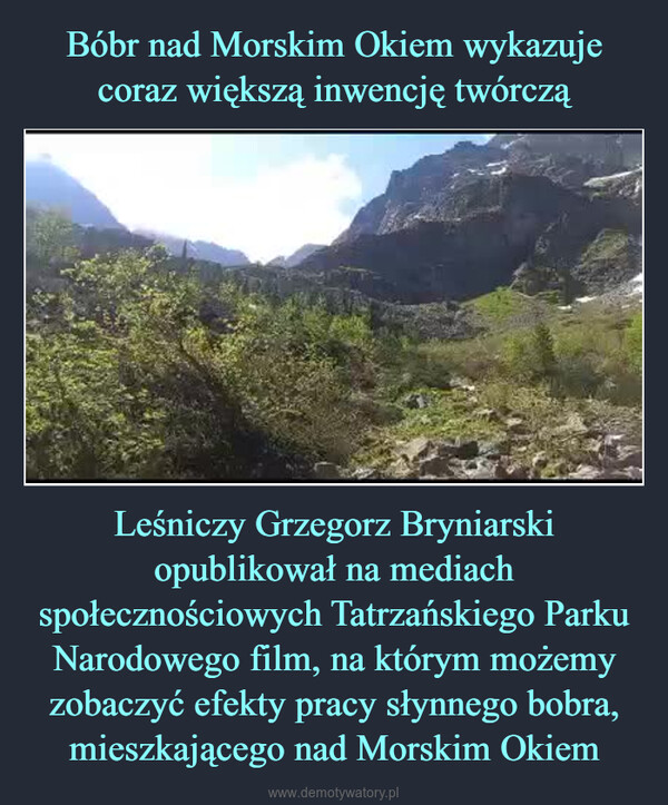 Leśniczy Grzegorz Bryniarski opublikował na mediach społecznościowych Tatrzańskiego Parku Narodowego film, na którym możemy zobaczyć efekty pracy słynnego bobra, mieszkającego nad Morskim Okiem –  