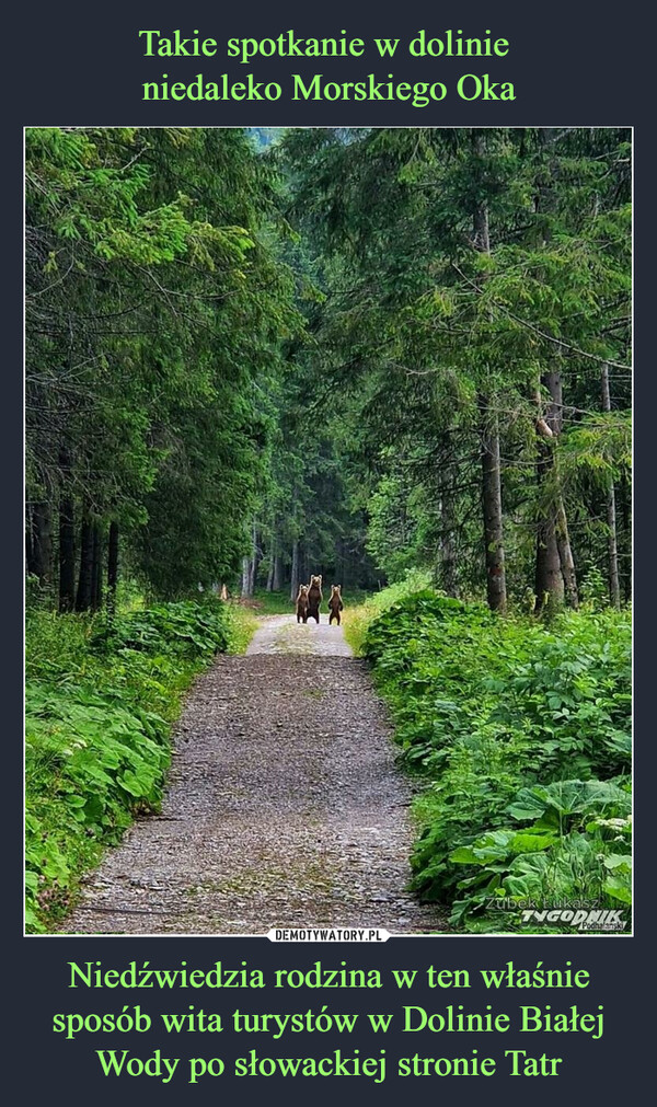Niedźwiedzia rodzina w ten właśnie sposób wita turystów w Dolinie Białej Wody po słowackiej stronie Tatr –  Zubek LukaTYGODNIKPodhalanski