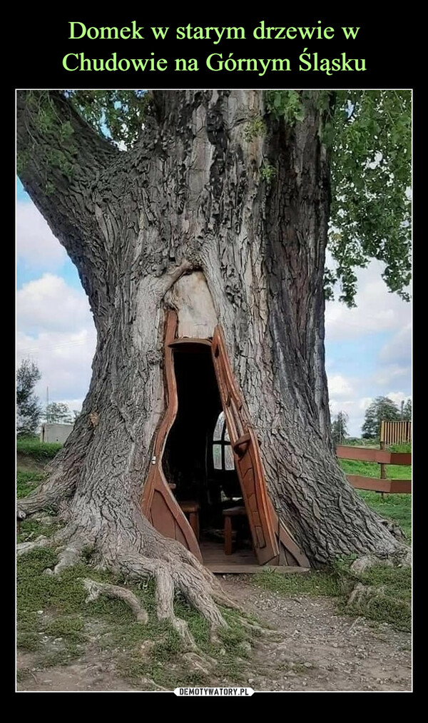 Domek w starym drzewie w Chudowie na Górnym Śląsku