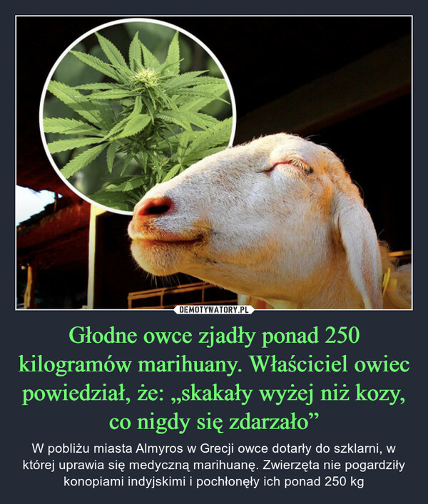 Głodne owce zjadły ponad 250 kilogramów marihuany. Właściciel owiec powiedział, że: „skakały wyżej niż kozy, co nigdy się zdarzało”