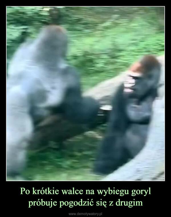 Po krótkie walce na wybiegu goryl próbuje pogodzić się z drugim –  