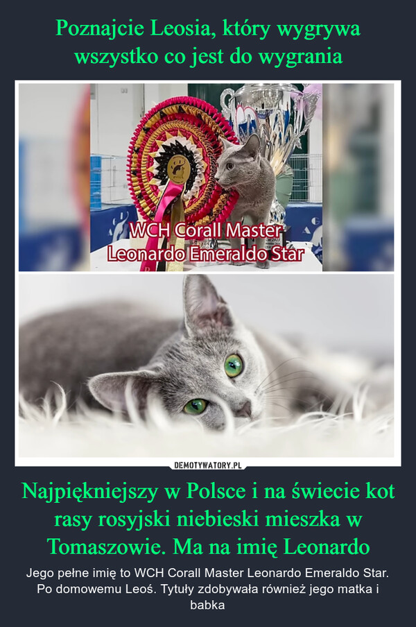 Poznajcie Leosia, który wygrywa wszystko co jest do wygrania Najpiękniejszy w Polsce i na świecie kot rasy rosyjski niebieski mieszka w Tomaszowie. Ma na imię Leonardo