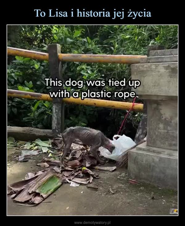  –  This dog was tied upwith a plastic rope.