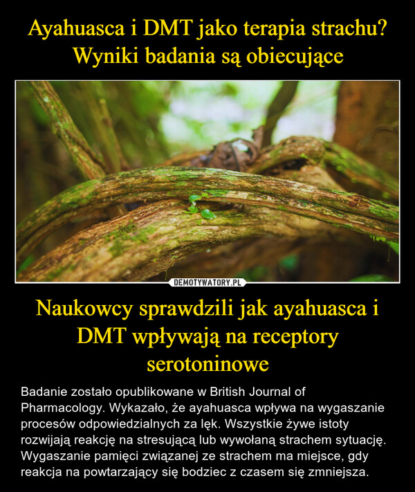 Naukowcy sprawdzili jak ayahuasca i DMT wpływają na receptory serotoninowe – Badanie zostało opublikowane w British Journal of Pharmacology. Wykazało, że ayahuasca wpływa na wygaszanie procesów odpowiedzialnych za lęk. Wszystkie żywe istoty rozwijają reakcję na stresującą lub wywołaną strachem sytuację. Wygaszanie pamięci związanej ze strachem ma miejsce, gdy reakcja na powtarzający się bodziec z czasem się zmniejsza. 